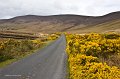 Gorse on Achill Island, Co. Mayo